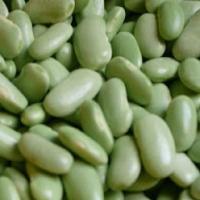 Verdina asturiana